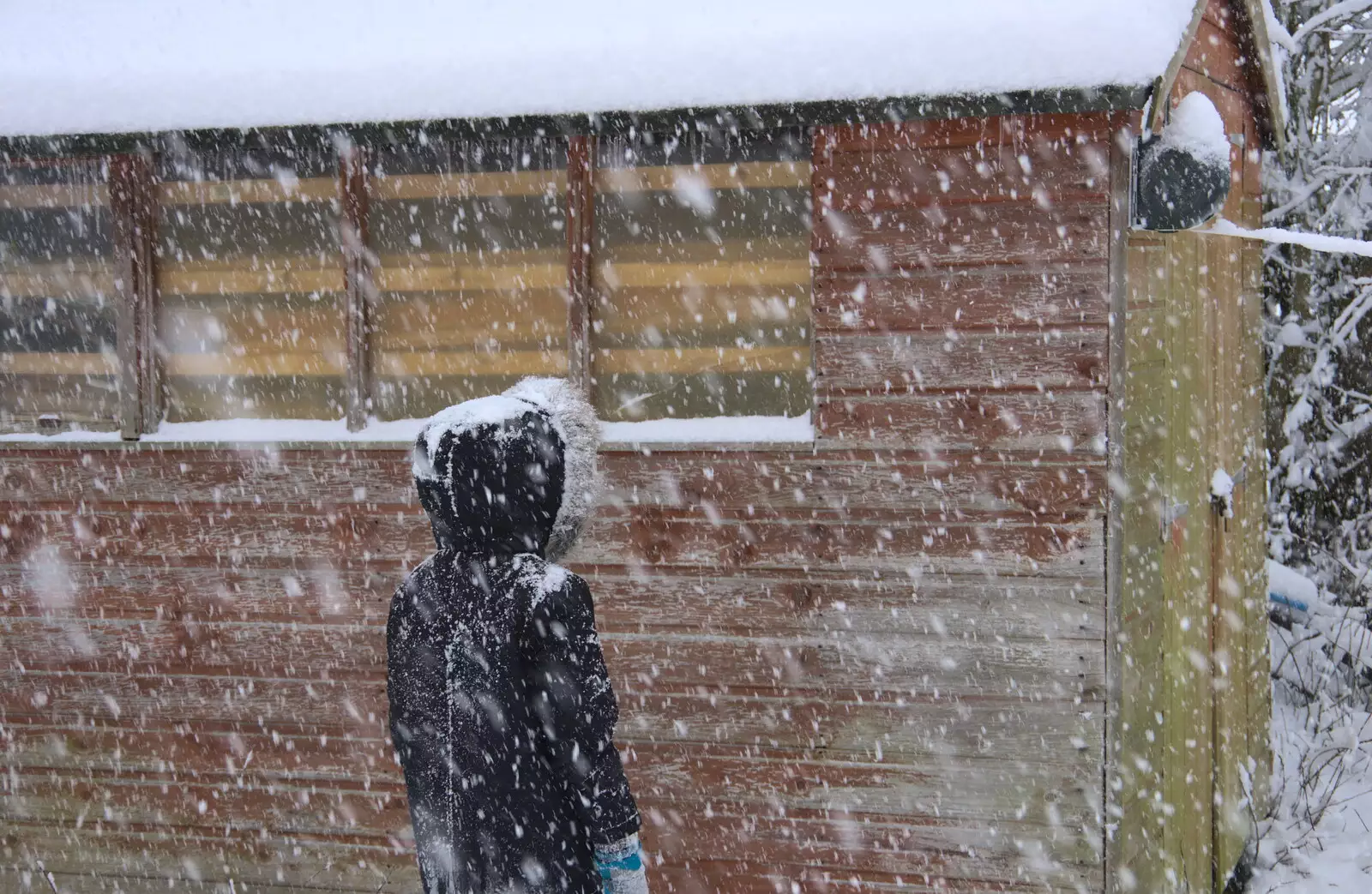 Fred stands by the shed, from The Beast From the East: Snow Days, Brome, Suffolk - 28th February 2018