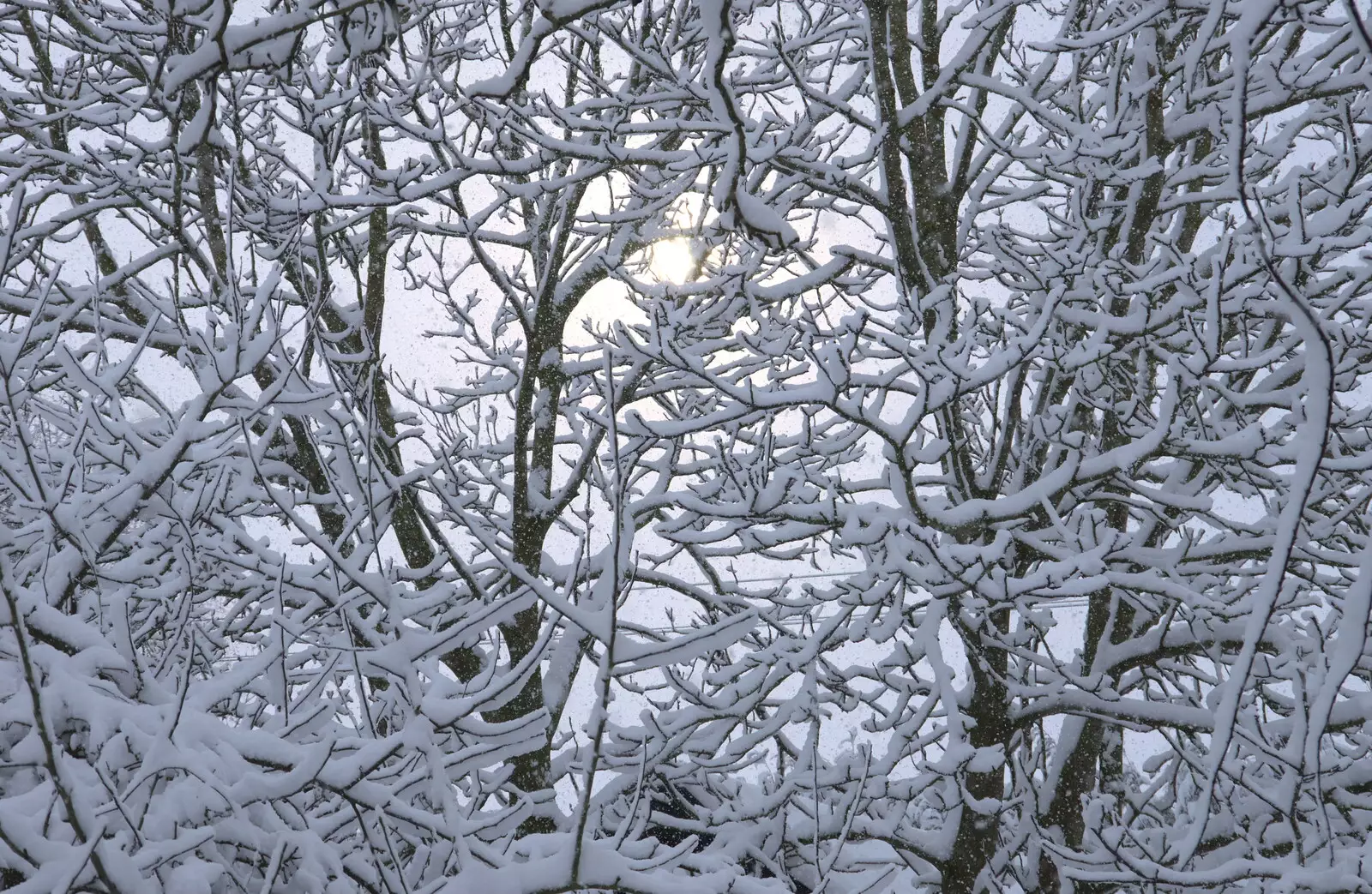 Next-door's walnut tree, backlit and snow-encrusted, from The Beast From the East: Snow Days, Brome, Suffolk - 28th February 2018