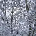 Next-door's walnut tree, backlit and snow-encrusted, The Beast From the East: Snow Days, Brome, Suffolk - 28th February 2018