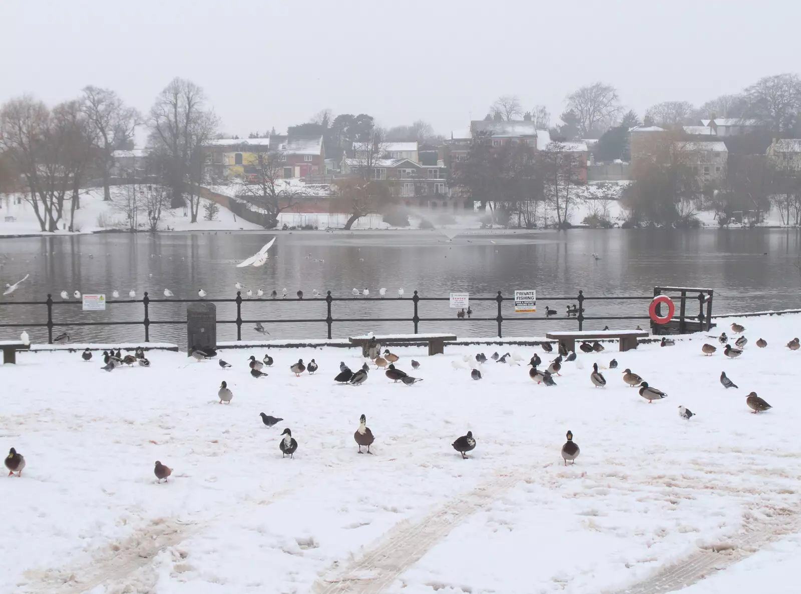 The ducks are a bit fed up, from More March Snow and a Postcard from Diss, Norfolk - 3rd March 2018