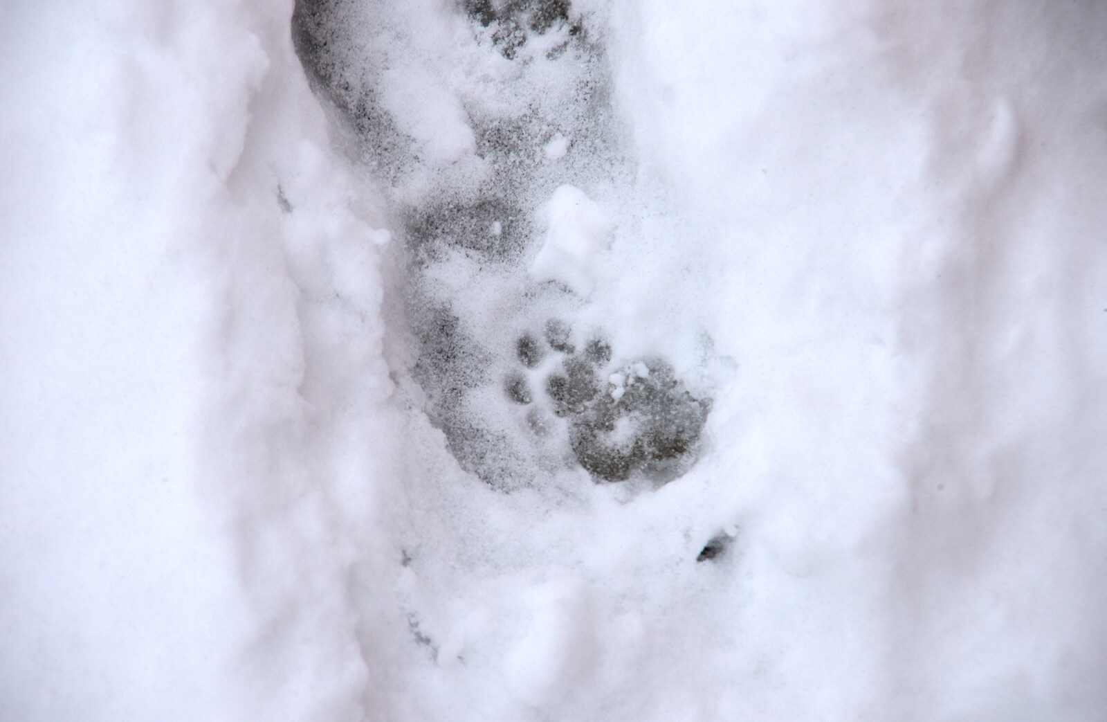 A Boris pawprint from More March Snow and a Postcard from Diss, Norfolk - 3rd March 2018