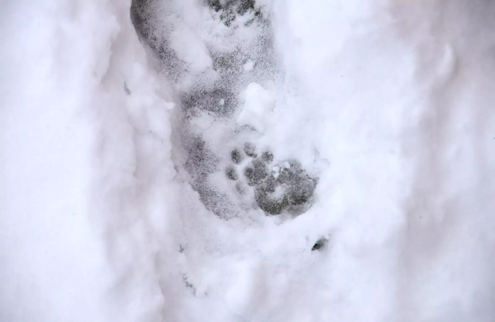 A Boris pawprint, from More March Snow and a Postcard from Diss, Norfolk - 3rd March 2018