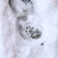 A Boris pawprint, More March Snow and a Postcard from Diss, Norfolk - 3rd March 2018
