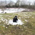 Fred's found his own patch of snow, The End of the Beast (From the East), Brome, Suffolk - 4th March 2018