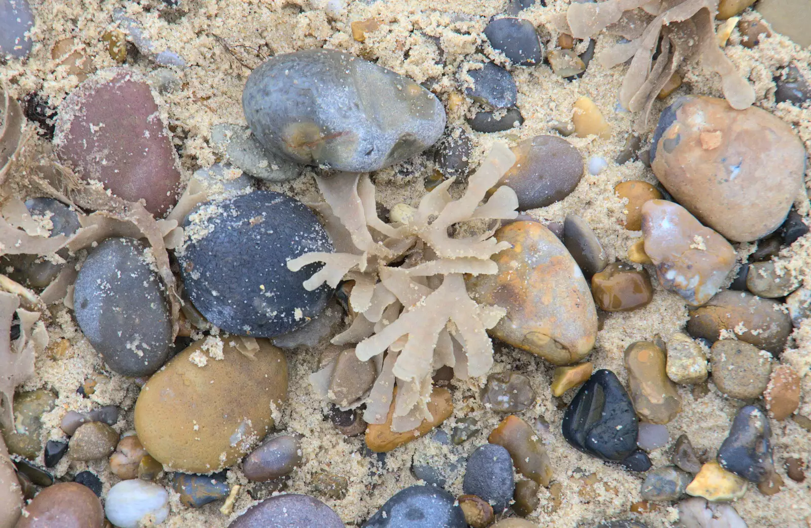 Funky beige seaweed, from A Southwold Car Picnic, Southwold, Suffolk - 11th March 2018