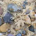 Funky beige seaweed, A Southwold Car Picnic, Southwold, Suffolk - 11th March 2018