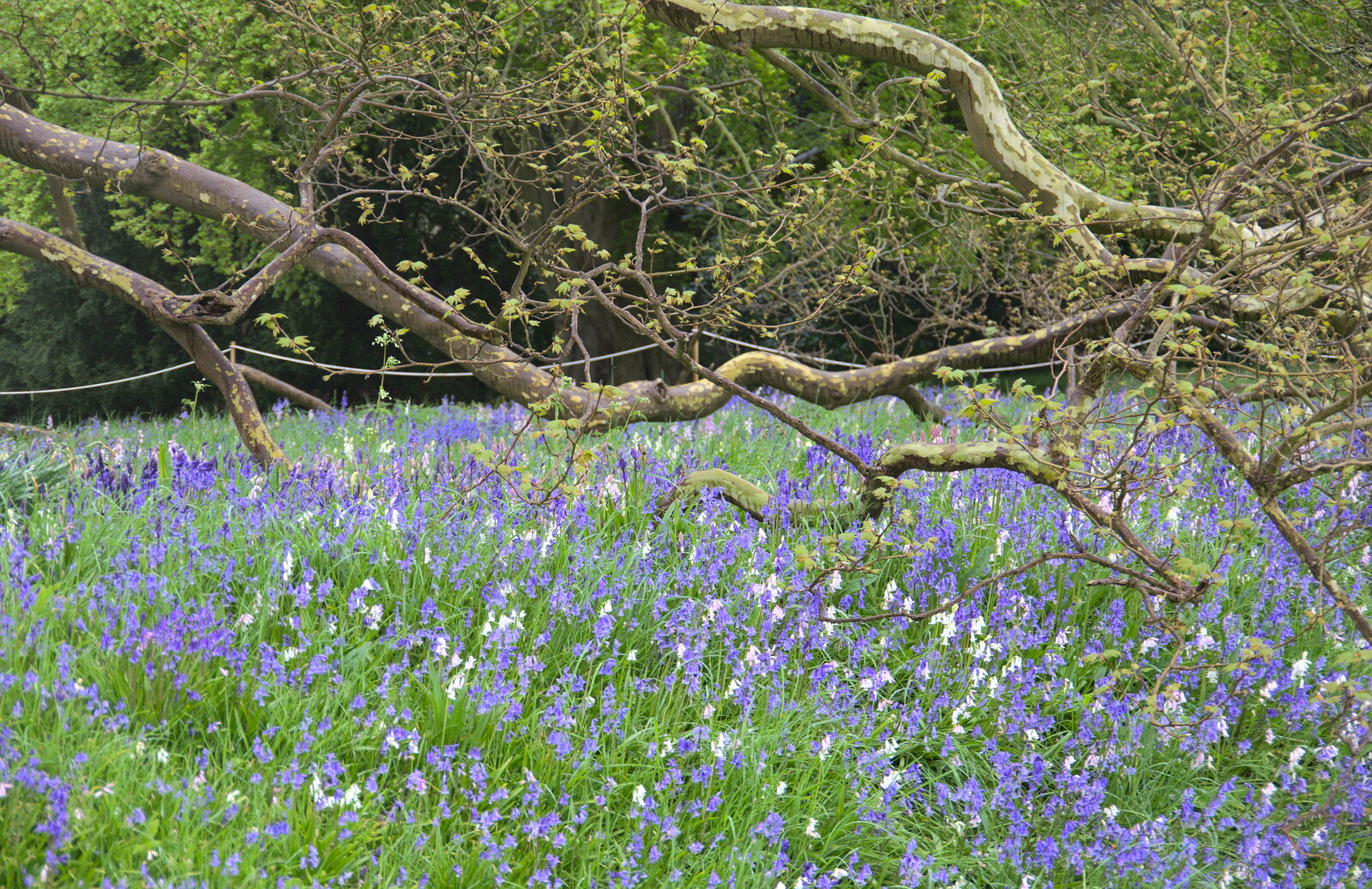 The bluebells are out in force from A Trip to Blickling Hall, Aylsham, Norfolk - 29th April 2018