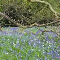 The bluebells are out in force, A Trip to Blickling Hall, Aylsham, Norfolk - 29th April 2018