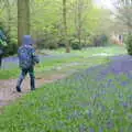 Harry and the bluebells, A Trip to Blickling Hall, Aylsham, Norfolk - 29th April 2018