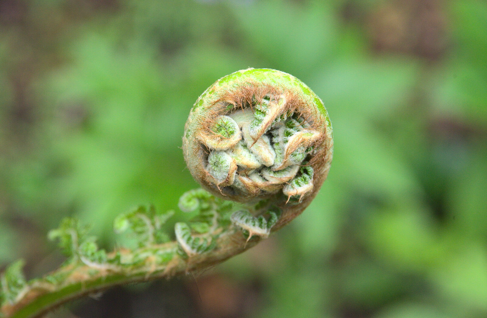 A fern opens up from A Trip to Blickling Hall, Aylsham, Norfolk - 29th April 2018