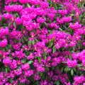 Stunning pink rhododendron, A Trip to Blickling Hall, Aylsham, Norfolk - 29th April 2018