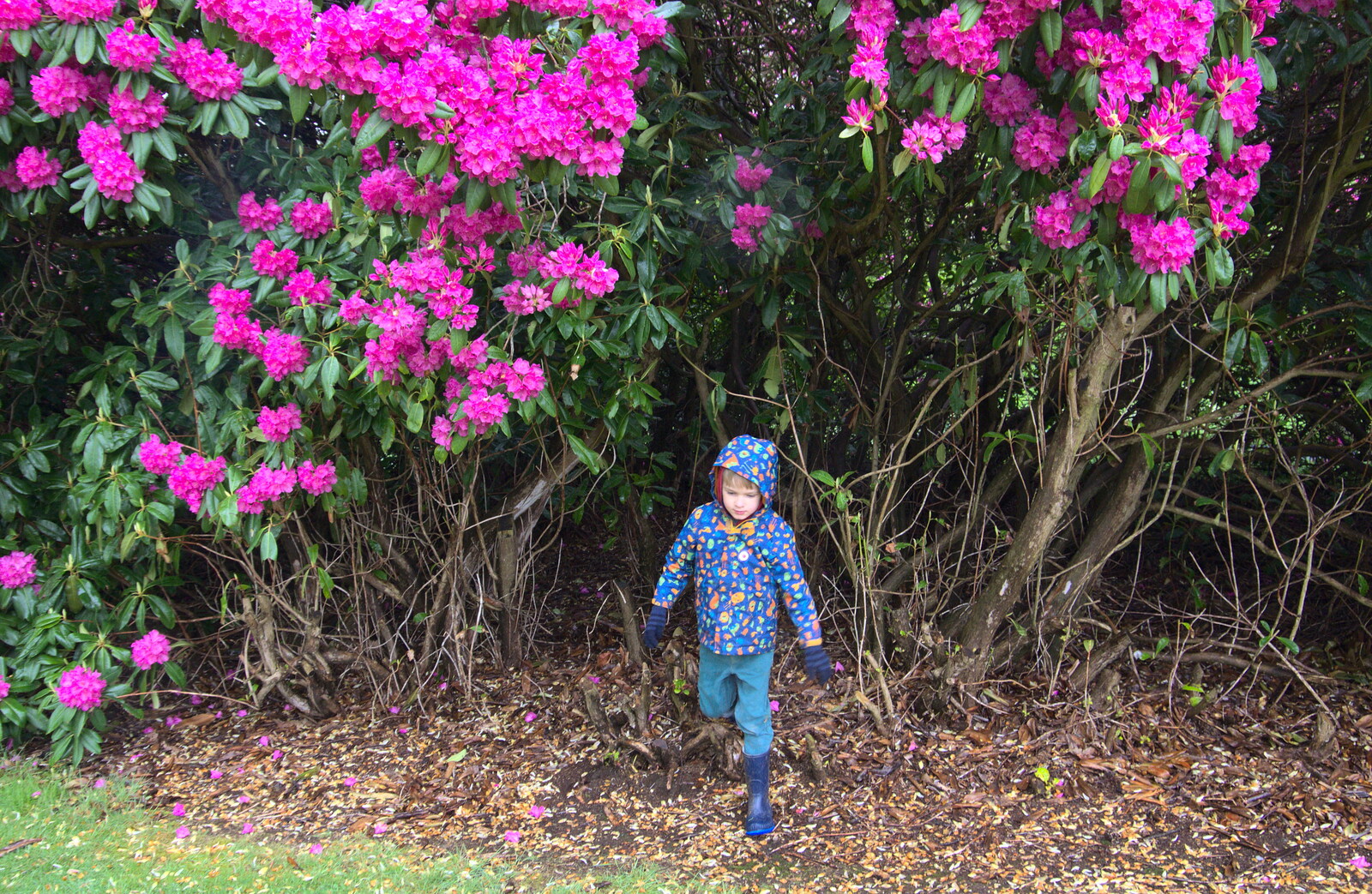 Harry appears from out of the rhododendron bush from A Trip to Blickling Hall, Aylsham, Norfolk - 29th April 2018