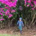 Harry appears from out of the rhododendron bush, A Trip to Blickling Hall, Aylsham, Norfolk - 29th April 2018