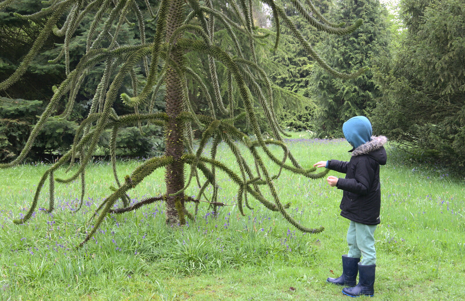 Fred pokes a Monkey Puzzle tree from A Trip to Blickling Hall, Aylsham, Norfolk - 29th April 2018
