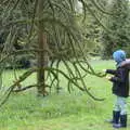 Fred pokes a Monkey Puzzle tree, A Trip to Blickling Hall, Aylsham, Norfolk - 29th April 2018