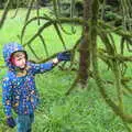 Harry has a poke of the Monkey tree, A Trip to Blickling Hall, Aylsham, Norfolk - 29th April 2018