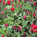 Tulips in the rain, A Trip to Blickling Hall, Aylsham, Norfolk - 29th April 2018