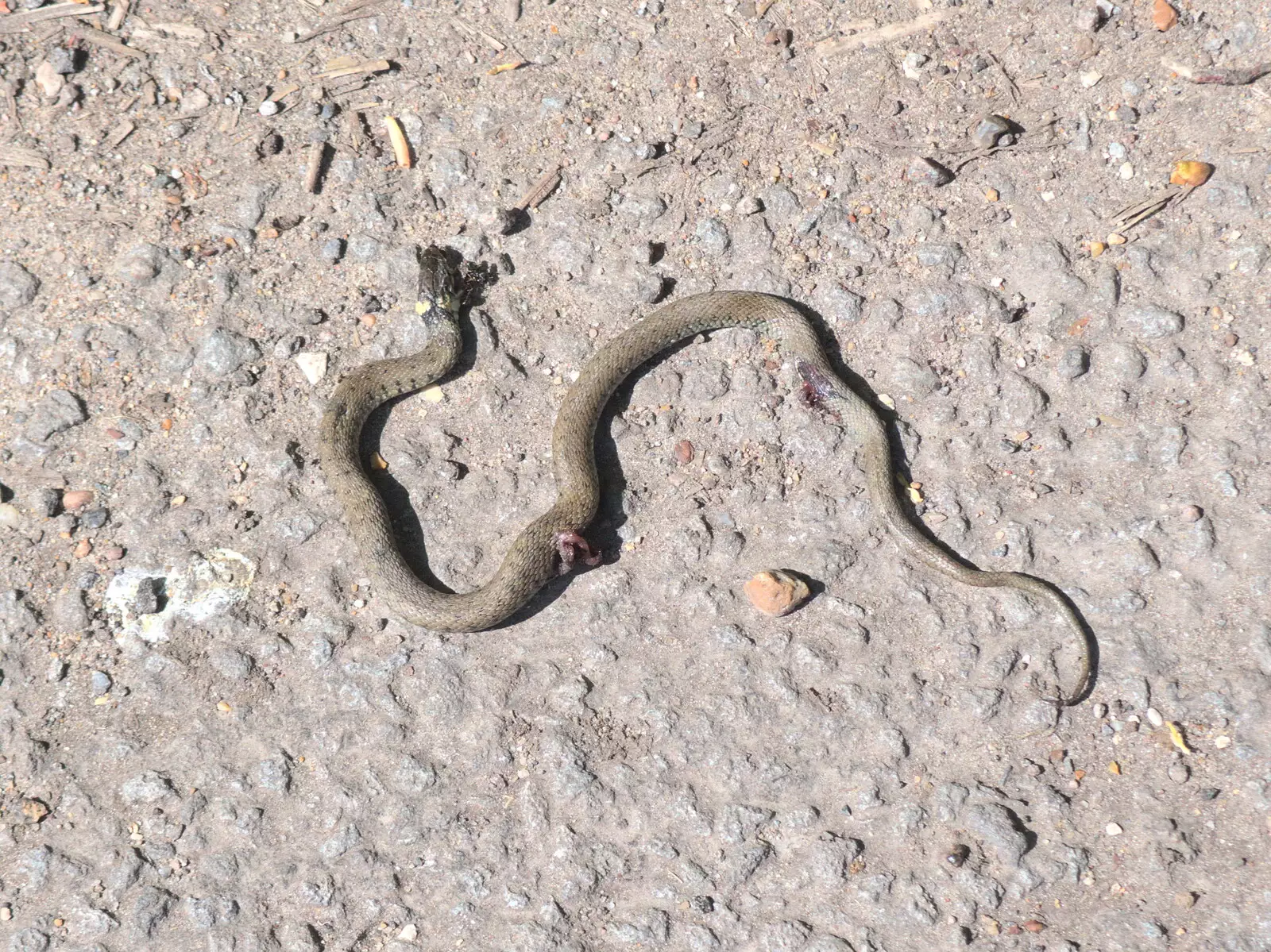 We spot a sadly-squashed snake on the road, from A Bike Ride to the Railway Tavern, Mellis, Suffolk - 7th May 2018