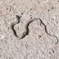 We spot a sadly-squashed snake on the road, A Bike Ride to the Railway Tavern, Mellis, Suffolk - 7th May 2018