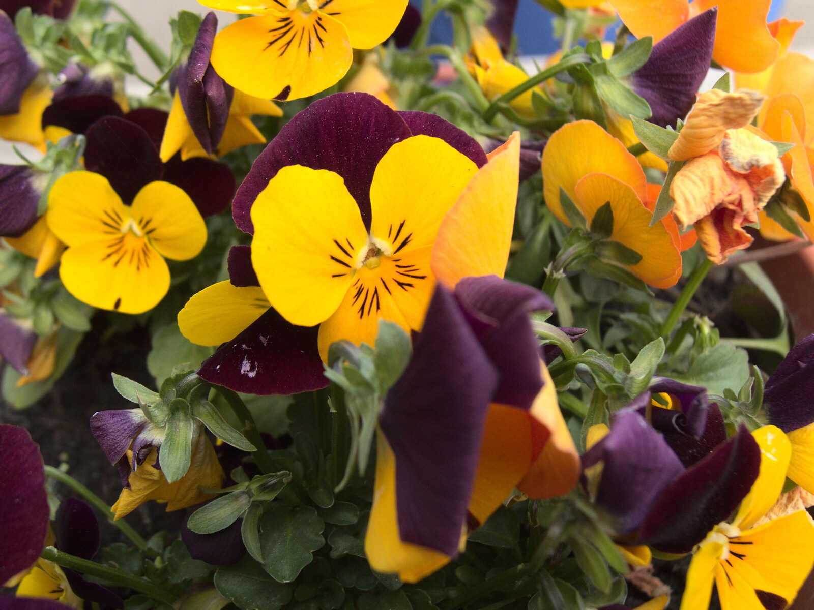 Pansies in a tub from The BSCC Weekend Away, Holt, Norfolk - 12th May 2018
