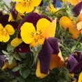 Pansies in a tub, The BSCC Weekend Away, Holt, Norfolk - 12th May 2018