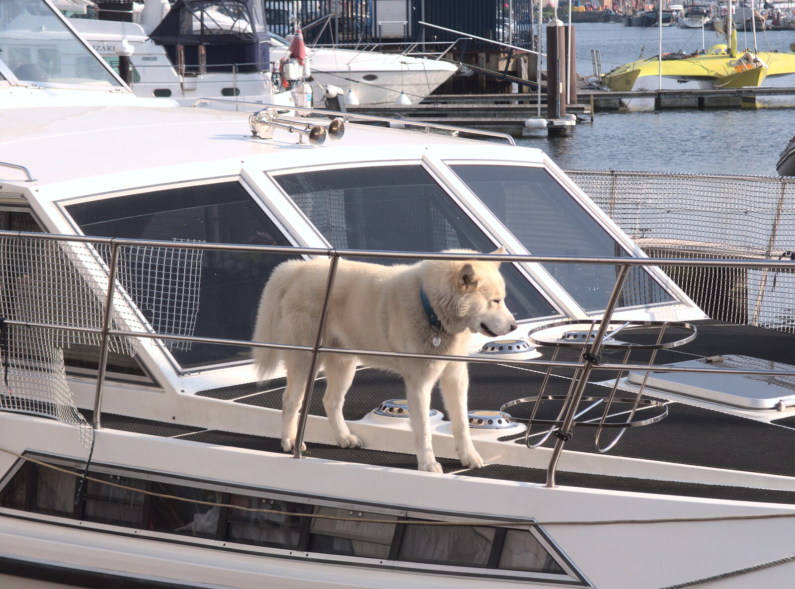 A big husky on a boat from An Unexpected Birthday, Ipswich, Suffolk - 26th May 2018