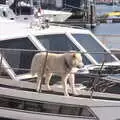 A big husky on a boat, An Unexpected Birthday, Ipswich, Suffolk - 26th May 2018