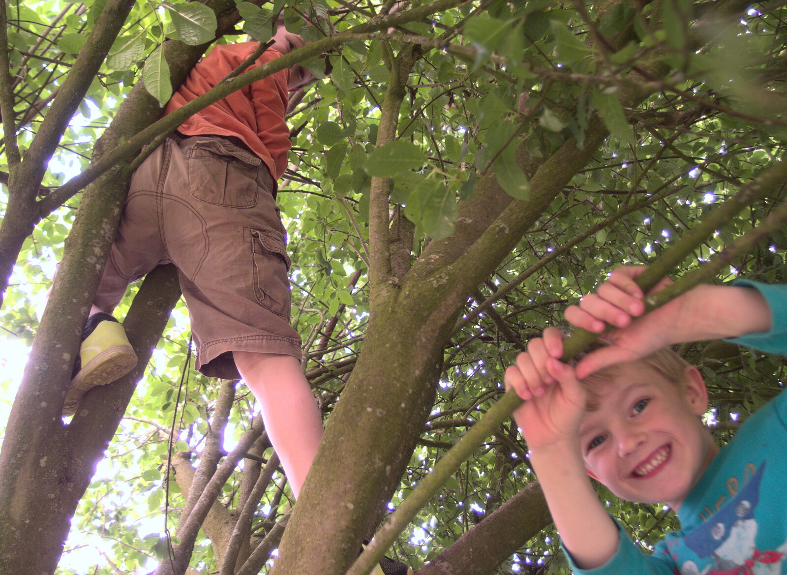 The boys find a climbey-tree right by our pitch from Dower House Camping, West Harling, Norfolk - 27th May 2018