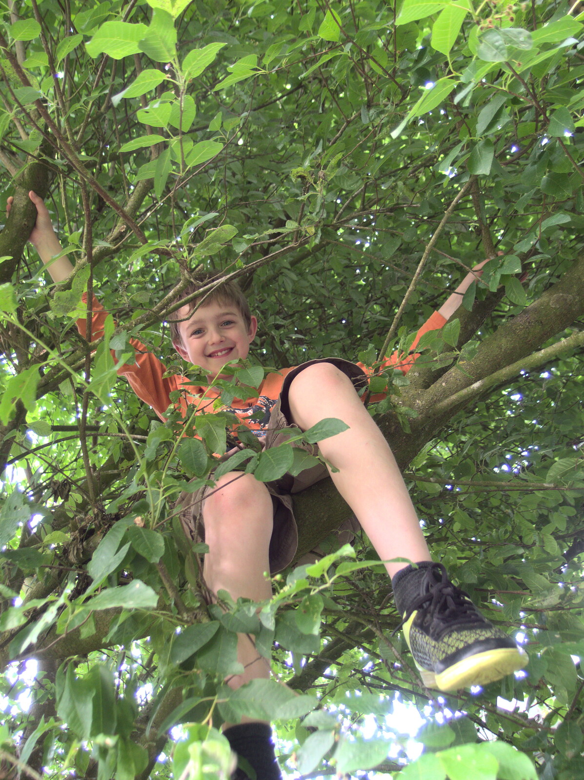 Fred up a tree from Dower House Camping, West Harling, Norfolk - 27th May 2018