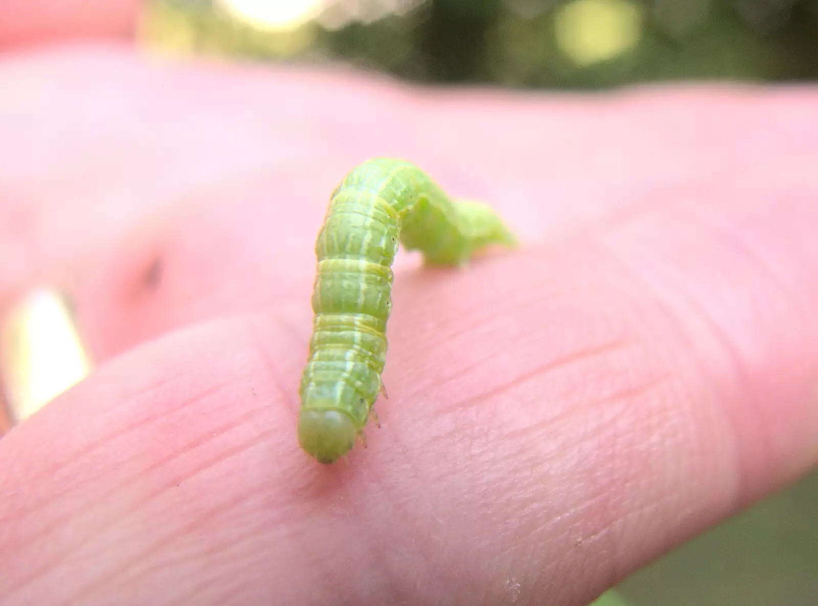 Fred finds a green caterpillar crawling about, from Dower House Camping, West Harling, Norfolk - 27th May 2018