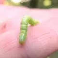 Fred finds a green caterpillar crawling about, Dower House Camping, West Harling, Norfolk - 27th May 2018