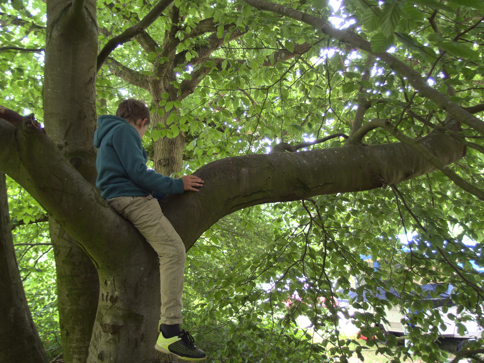 Fred's up a tree from Dower House Camping, West Harling, Norfolk - 27th May 2018