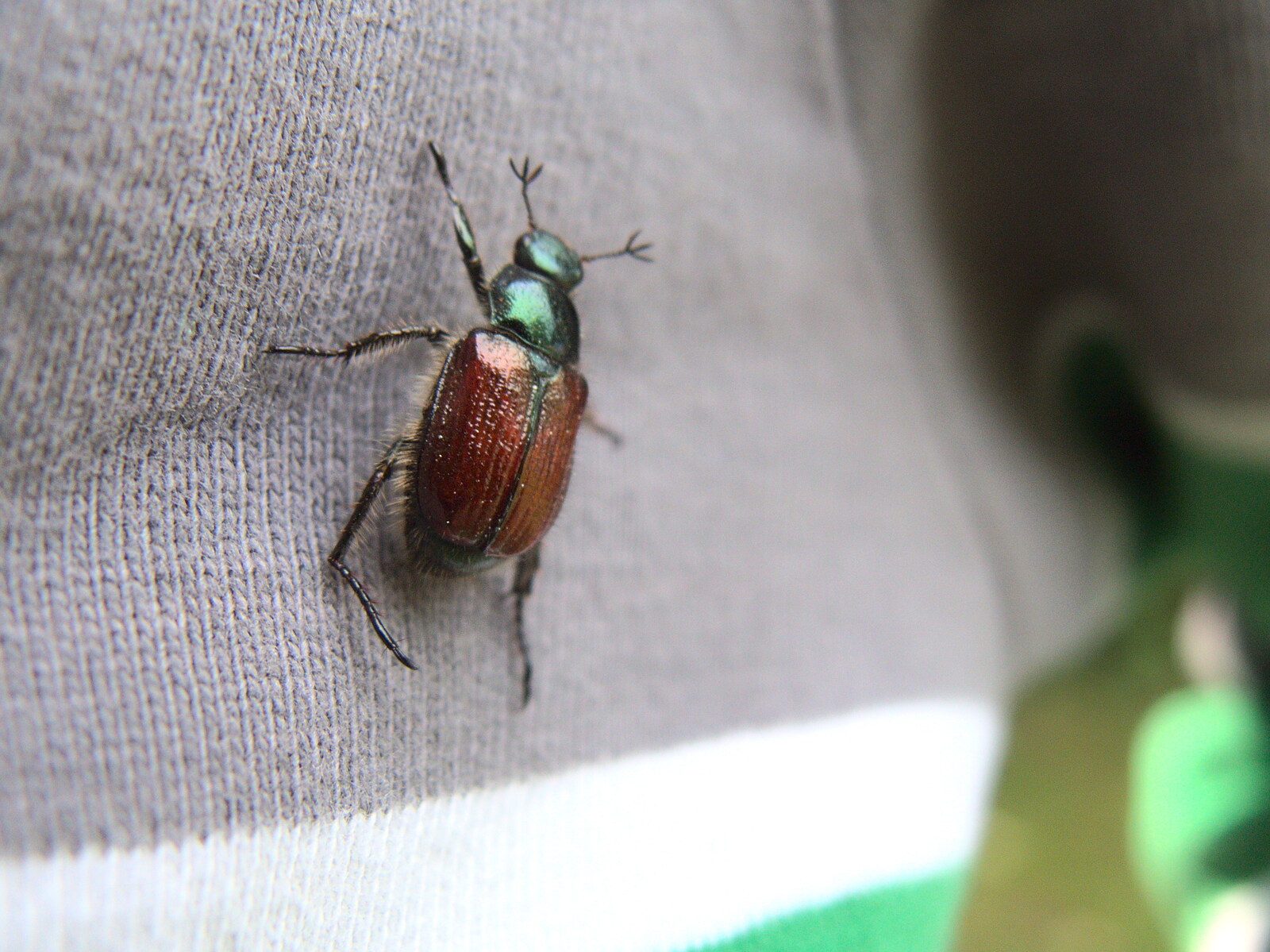 One of the flying beetles, with trident antennae from Dower House Camping, West Harling, Norfolk - 27th May 2018