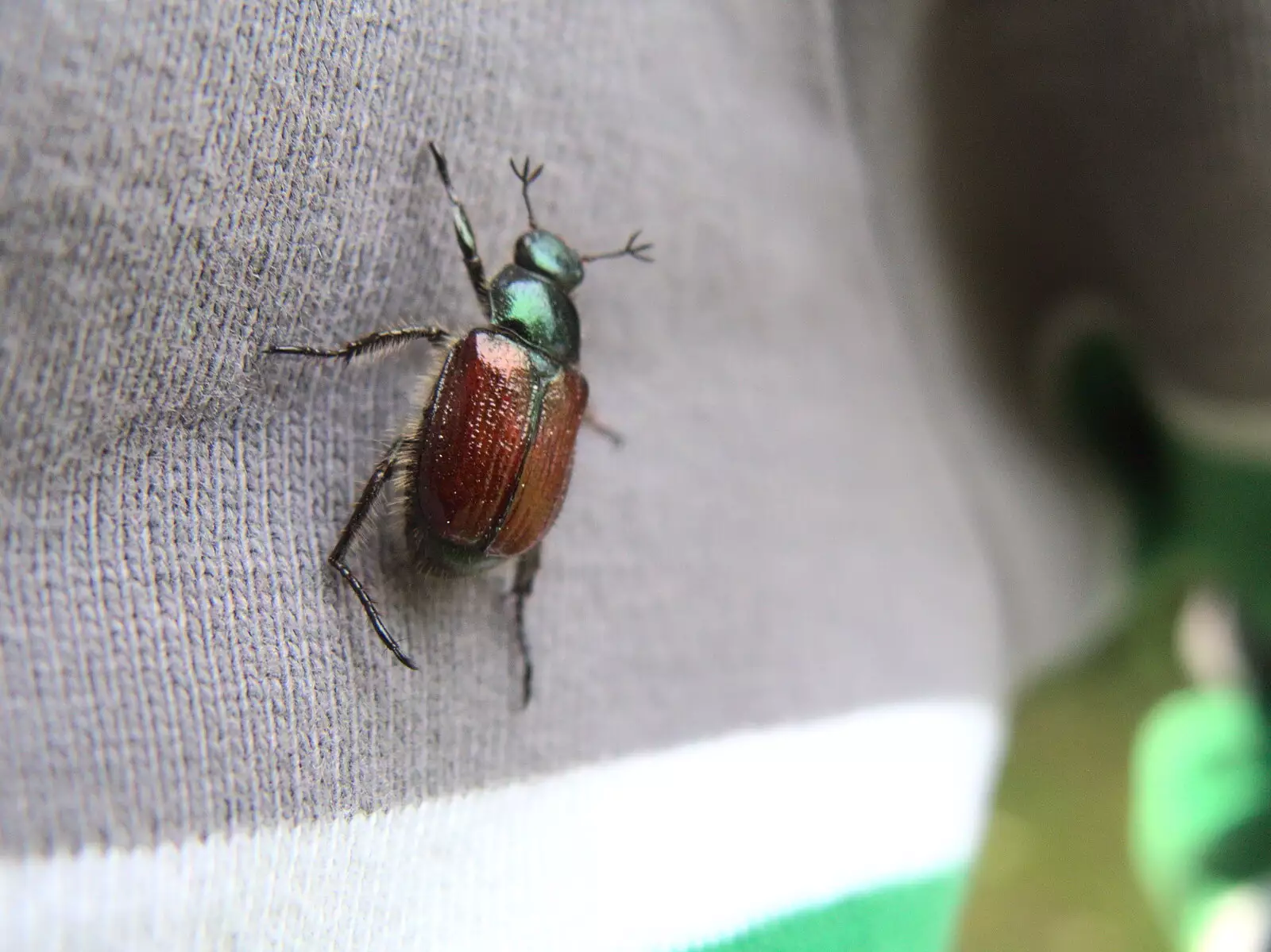 One of the flying beetles, with trident antennae, from Dower House Camping, West Harling, Norfolk - 27th May 2018