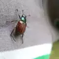 One of the flying beetles, with trident antennae, Dower House Camping, West Harling, Norfolk - 27th May 2018