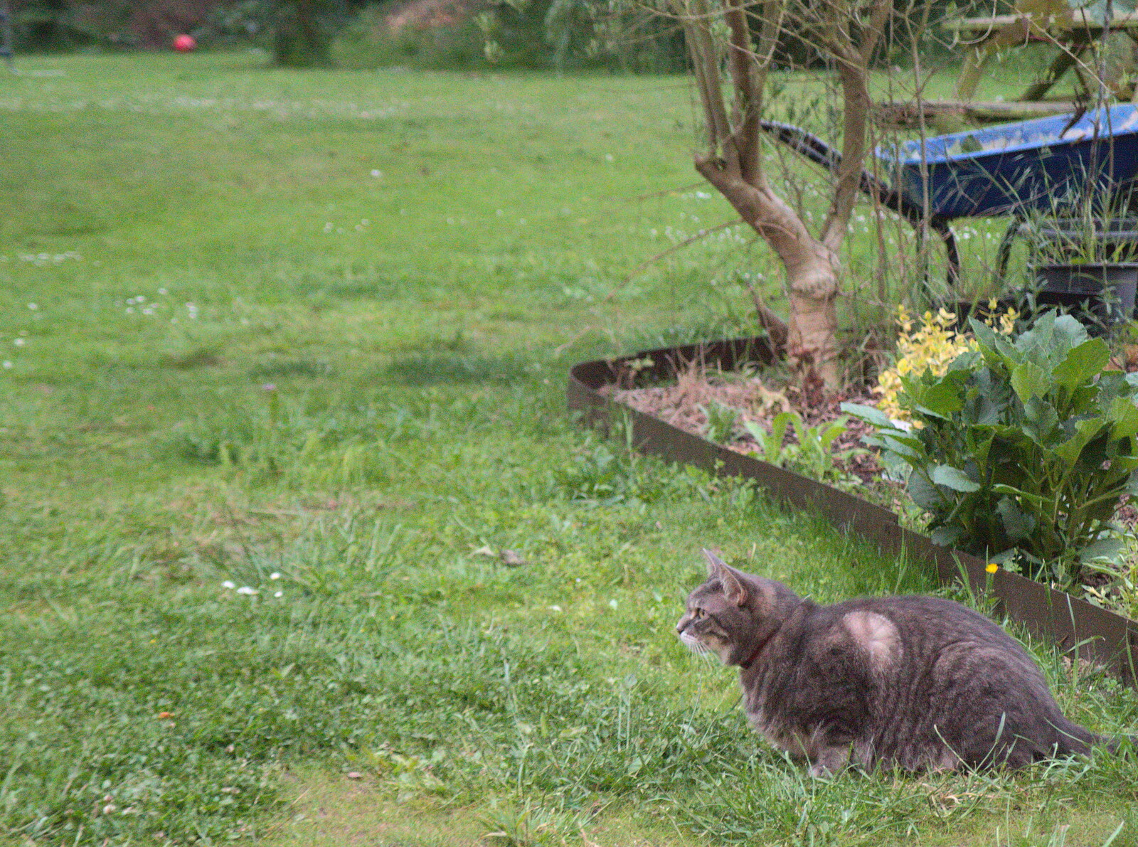 Boris - stripey cat - in the garden from The Not-Opening of the Palgrave Playground, Palgrave, Suffolk - 3rd June 2018
