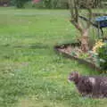 Boris - stripey cat - in the garden, The Not-Opening of the Palgrave Playground, Palgrave, Suffolk - 3rd June 2018