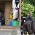 A shire horse is prepared for a showing, The Formerly-Known-As-The-Eye-Show, Palgrave, Suffolk - 17th June 2018