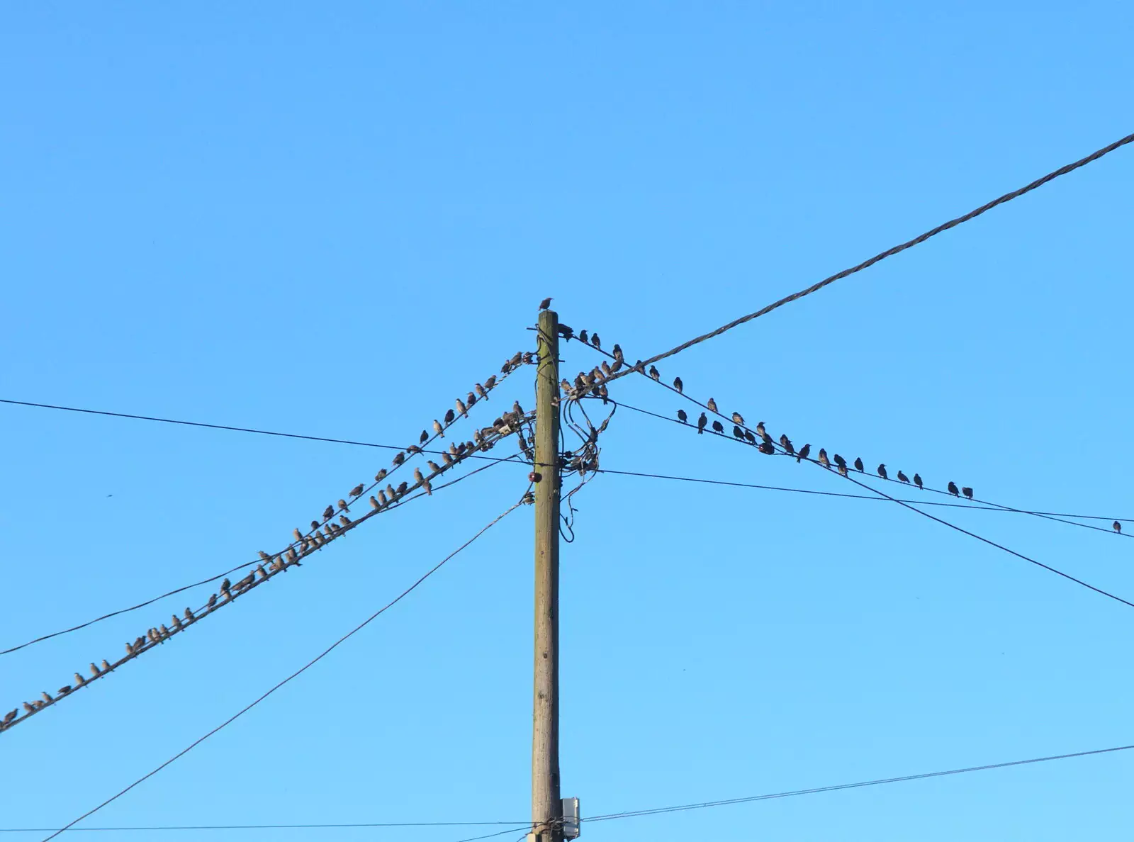 Birds like wires, from The BSCC at the Hopton Vine, and Eye Randomness, Suffolk - 23rd June 2018