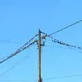 Birds like wires, The BSCC at the Hopton Vine, and Eye Randomness, Suffolk - 23rd June 2018