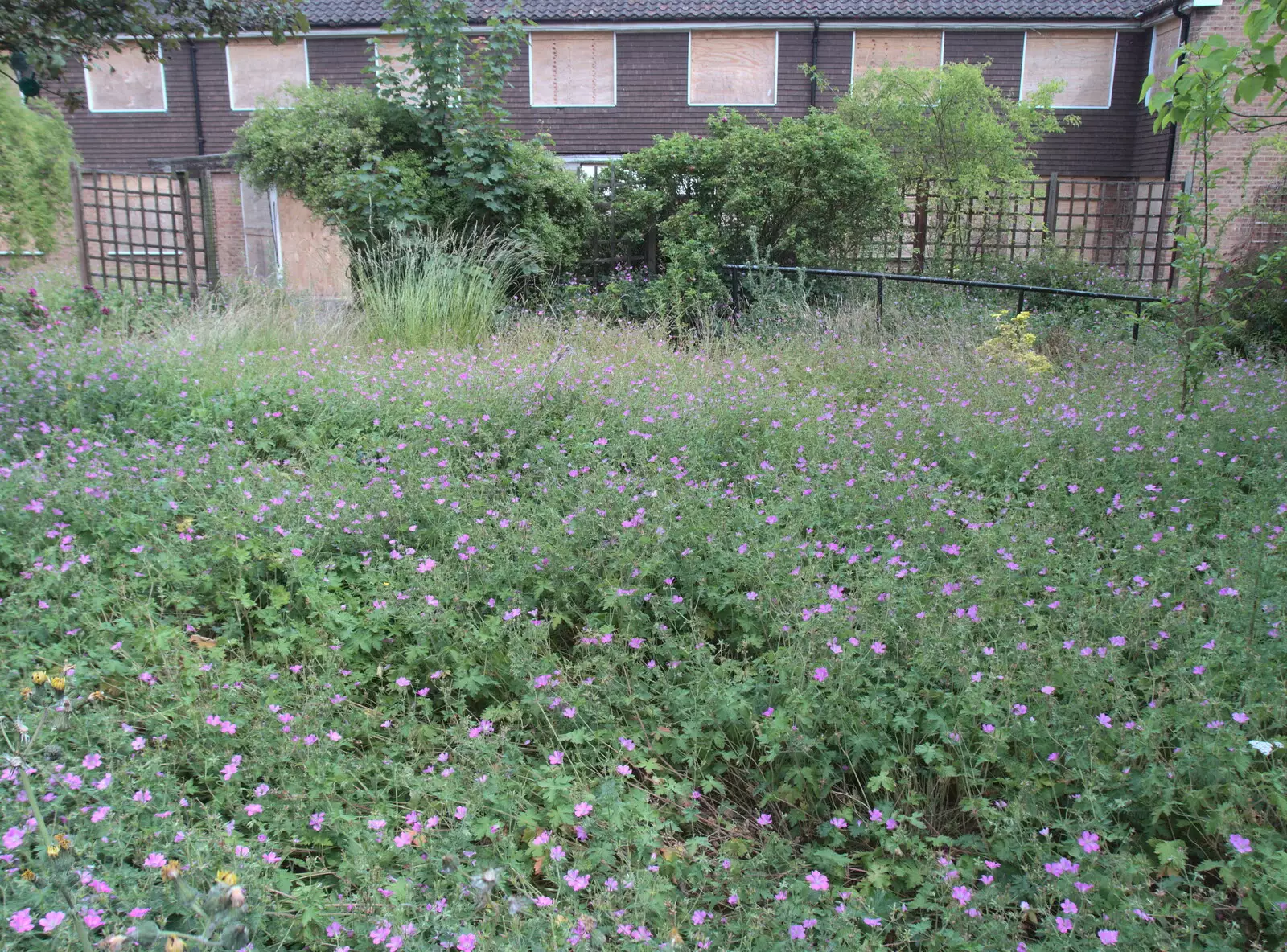 There's a carpet of flowers by the old care home, from The BSCC at the Hopton Vine, and Eye Randomness, Suffolk - 23rd June 2018