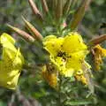 Yellow flowers prove attractive for flying insects, The Mayor Making Parade, Eye, Suffolk - 24th June 2018