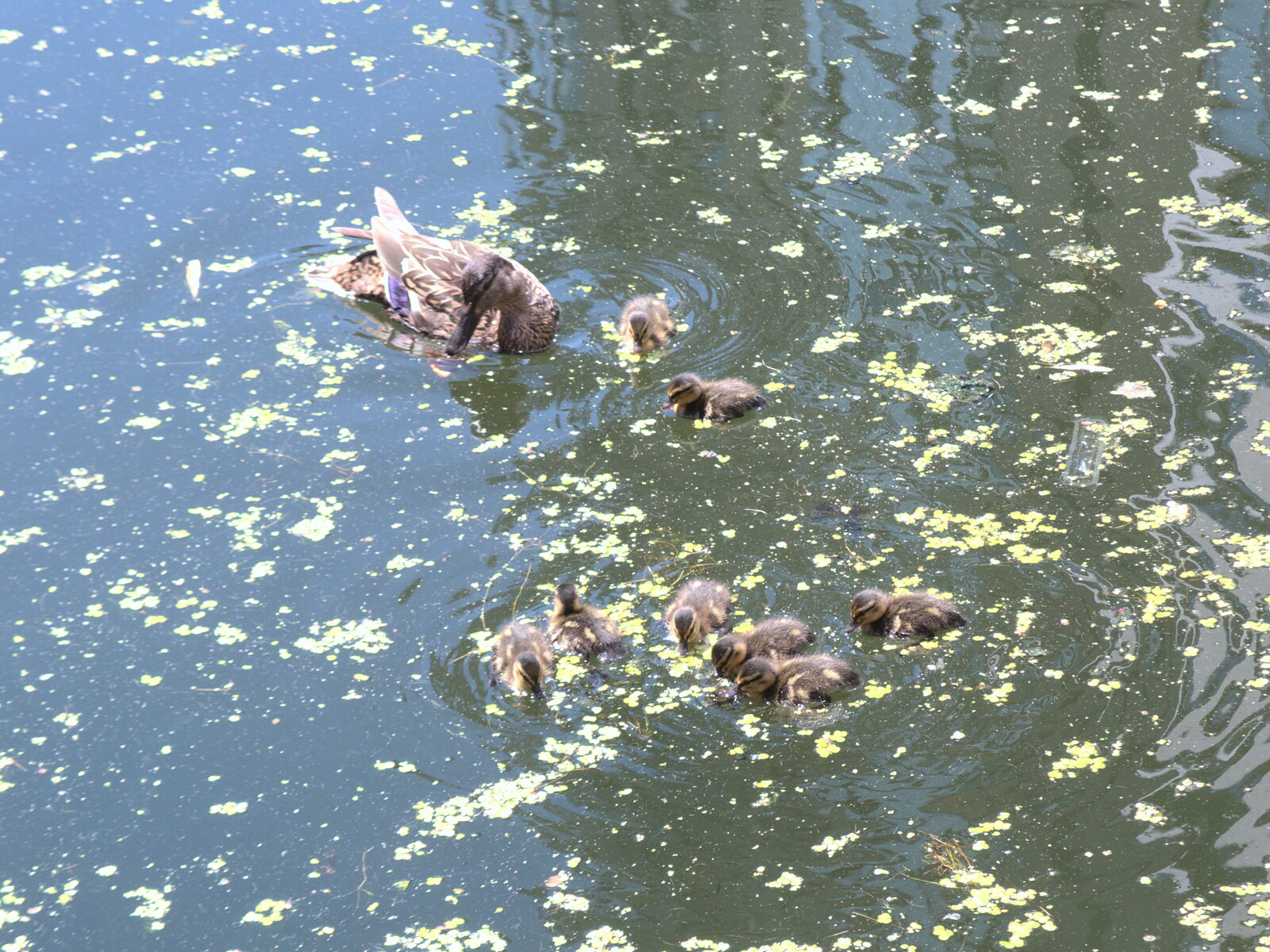 There are some fluffy ducklings in Paddington Basin from A SwiftKey Lunch, Porchester Place,  Edgware Road, London - 27th June 2018