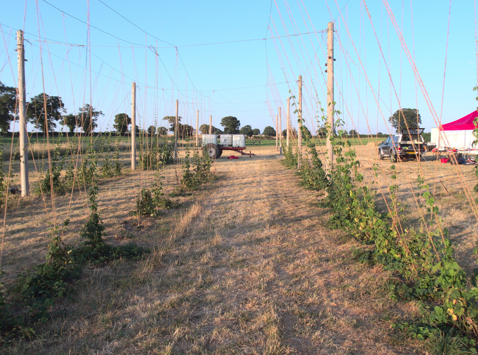 The hop vines from The BSCC Rides to Star Wing Beer Festival, Redgrave, Suffolk - 12th July 2018