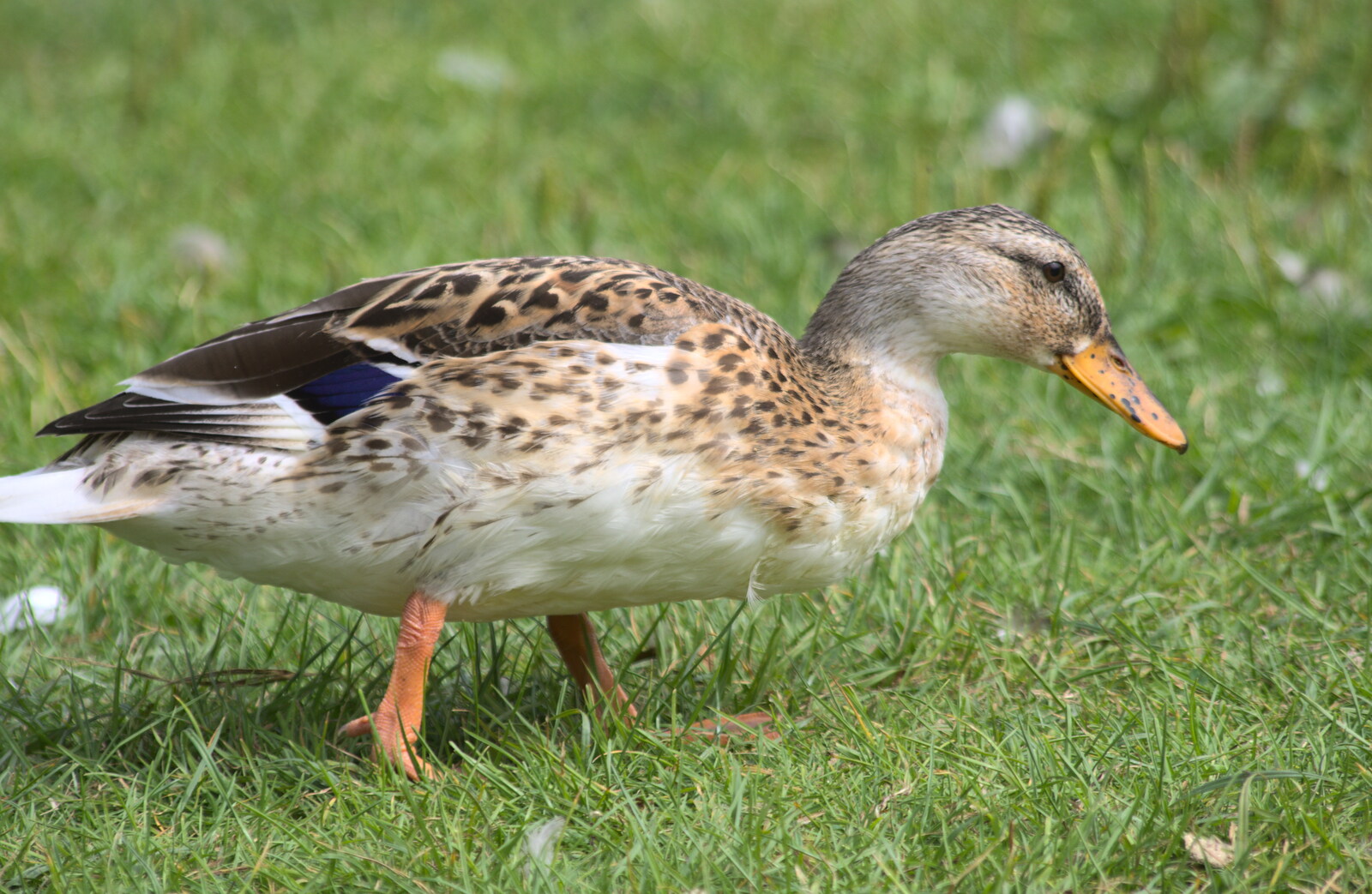 A duck in a patch of green grass from Diss Fest, The Park, Diss, Norfolk - 22nd July 2018