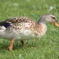 A duck in a patch of green grass, Diss Fest, The Park, Diss, Norfolk - 22nd July 2018