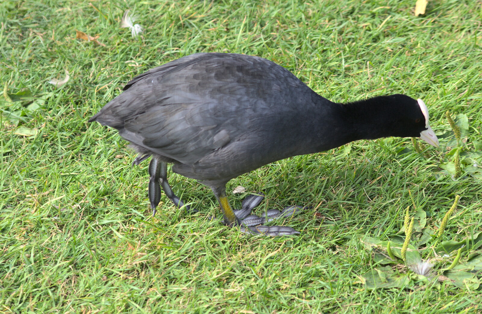 A moorhen shows off its absurd feet from Diss Fest, The Park, Diss, Norfolk - 22nd July 2018