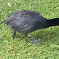 A moorhen shows off its absurd feet, Diss Fest, The Park, Diss, Norfolk - 22nd July 2018