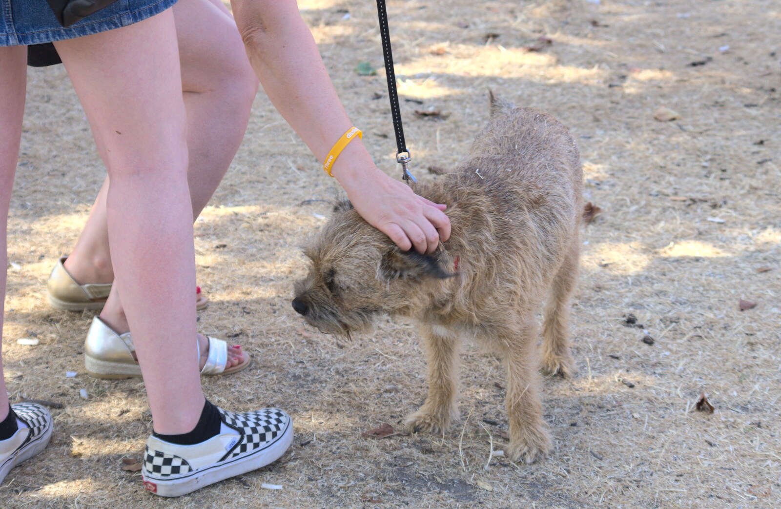 A scruffy dog gets a scratch from Diss Fest, The Park, Diss, Norfolk - 22nd July 2018