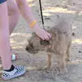 A scruffy dog gets a scratch, Diss Fest, The Park, Diss, Norfolk - 22nd July 2018